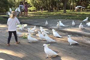 Audley Feeding Cockys