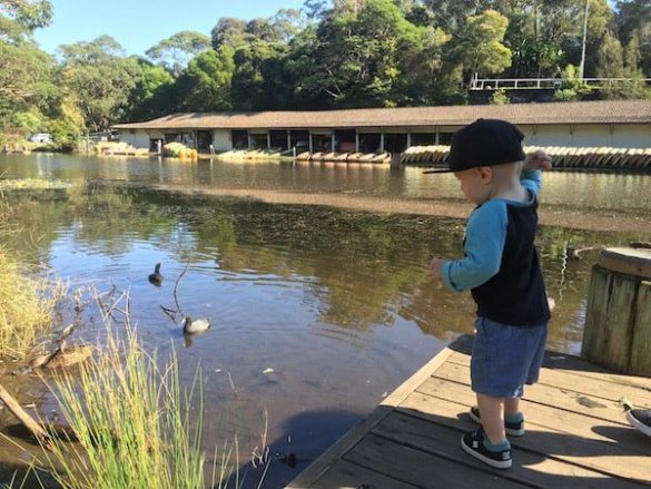 Audley feeding ducks