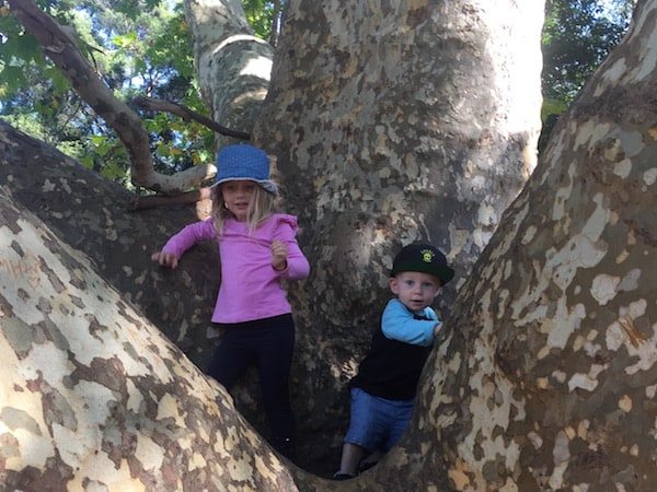 Audley kids climbing trees