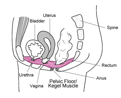 Pelvic_Floor_Diagram