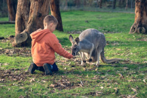 Little kid sitting on the ground and feeding australian kangaroo. Color-toning effects applied