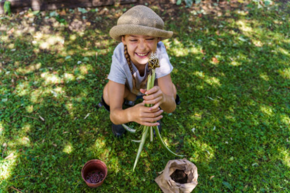 Cheerful little kid about to transplant a spider plant root in a pot.