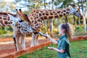 Cute little girl feeding giraffes