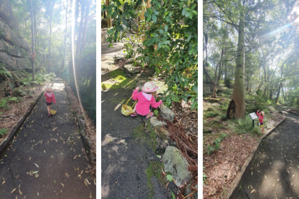 Images from sir josephs bank reserve kareela