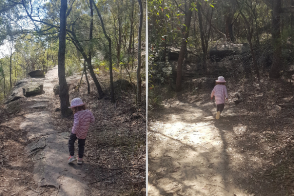 Bonnet Bay bush walk