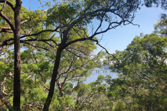 oyster bay view