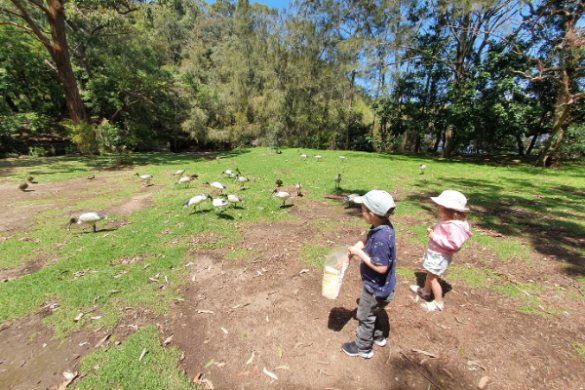Camellia Gardens feeding birds