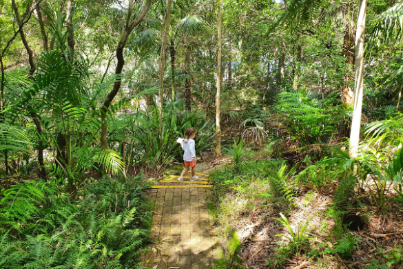 Joseph Banks Native Plants Reserve - Kareela 